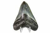 Fossil Megalodon Tooth - North Carolina #149406-2